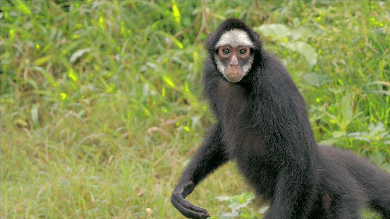 Conheça a história da macaca Chicó